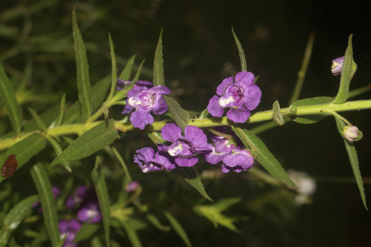 Angelonia salicariifolia Bonpl.